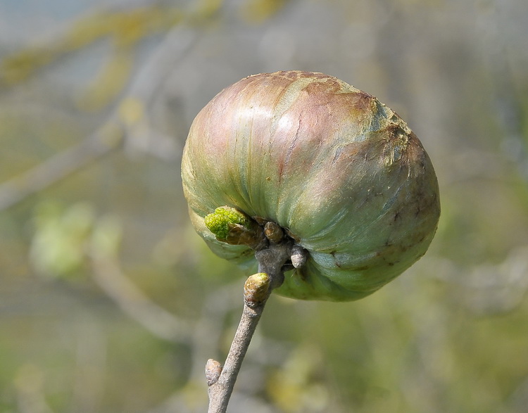 Galla su quercia:di Biorhiza pallida (Cynipidae)